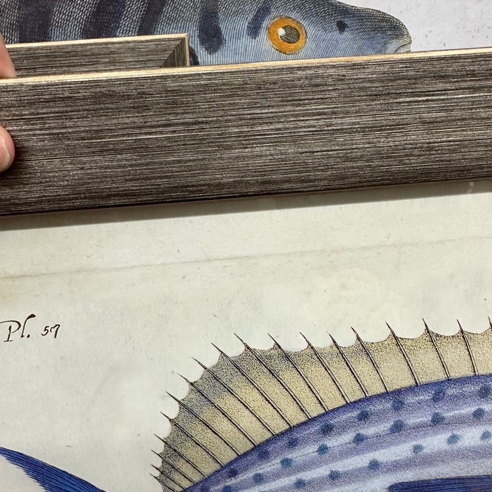 Fish 🐠 art - Picture 5 of 11